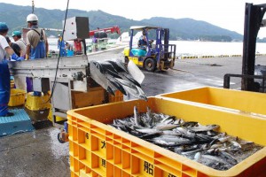 Fisheries Support in Ofunato City Iwate(C)PWJ