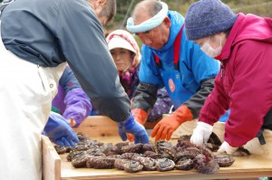 ブルーデイジー９