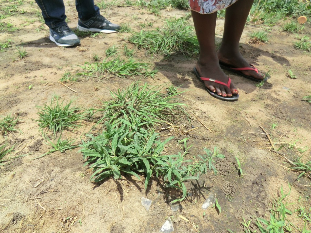 20150409GumboDonBosco (18)